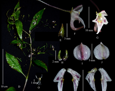 Impatiens lizipingensis: a new record for India, and I. graciliflora: a new distribution record for Arunachal Pradesh, India