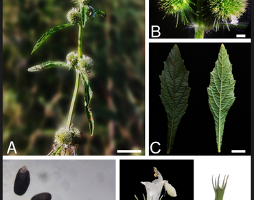 Hyptis brevipes (Lamiaceae), Richardia brasiliensis (Rubiaceae) and Spermacoce remota (Rubiaceae): First record of naturalized status in Nepal