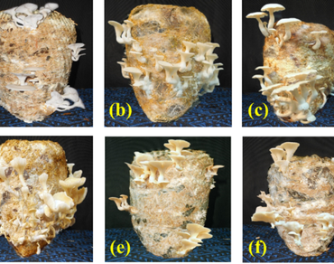 Bioefficiency and profile of lignocellulolytic enzymes in oyster mushroom (Pleurotus florida) cultured on the substrate with dried mango leaves