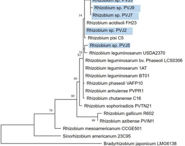 Plant growth promoting Rhizobium isolates from common bean (Phaseolus vulgaris) root nodules exhibited host range variability