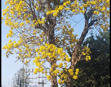 Comprehensive phytochemical profiling, selective biological activities, molecular docking and toxicity studies of Tabebuia aurea: an insight into potential for natural products development