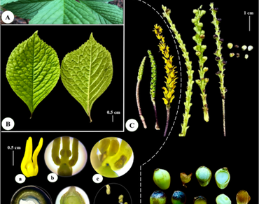 Morphological characteristics and molecular identification of Chloranthus nervosus Collett & Hemsl. (Syn. Chloranthus flavus D.T. Liu & G. Chen) from Vietnam