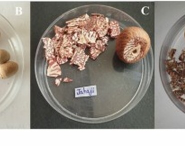 Assessment of inhabitant bacteria and their associated health risk attributes of commercial betel nuts