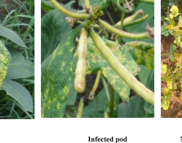 Exploring the molecular attributes of Mungbean yellow mosaic virus in black gram (Vigna mungo (L.) Hepper) and insights into seed-transmitted propagation
