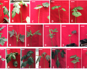 Histo-anatomical studies on induced water stress with virus infection on xylem tissues of okra (Abelmoschus esculentus L. Moench) cultivars
