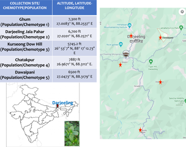 Assessment of cytotoxicity and genotoxicity of different chemotypes of Ophiorrhiza mungos and camptothecin on Allium cepa root tip and floral buds