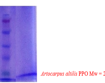 Purification, biochemical properties and inhibition of PPO from breadfruit (Artocarpus altilis) by natural fruit juices