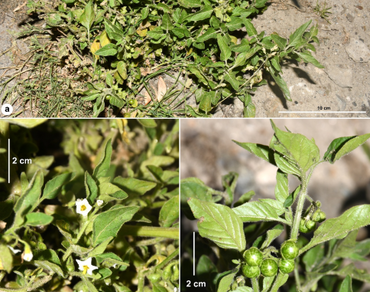 Solanum nitidibaccatum Bitter (family Solanaceae): a new distributional record of hairy nightshade for the flora of India