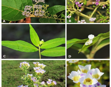 Notes on the identity and distribution of four flowering plants from Pakhal Wildlife Sanctuary, Telangana